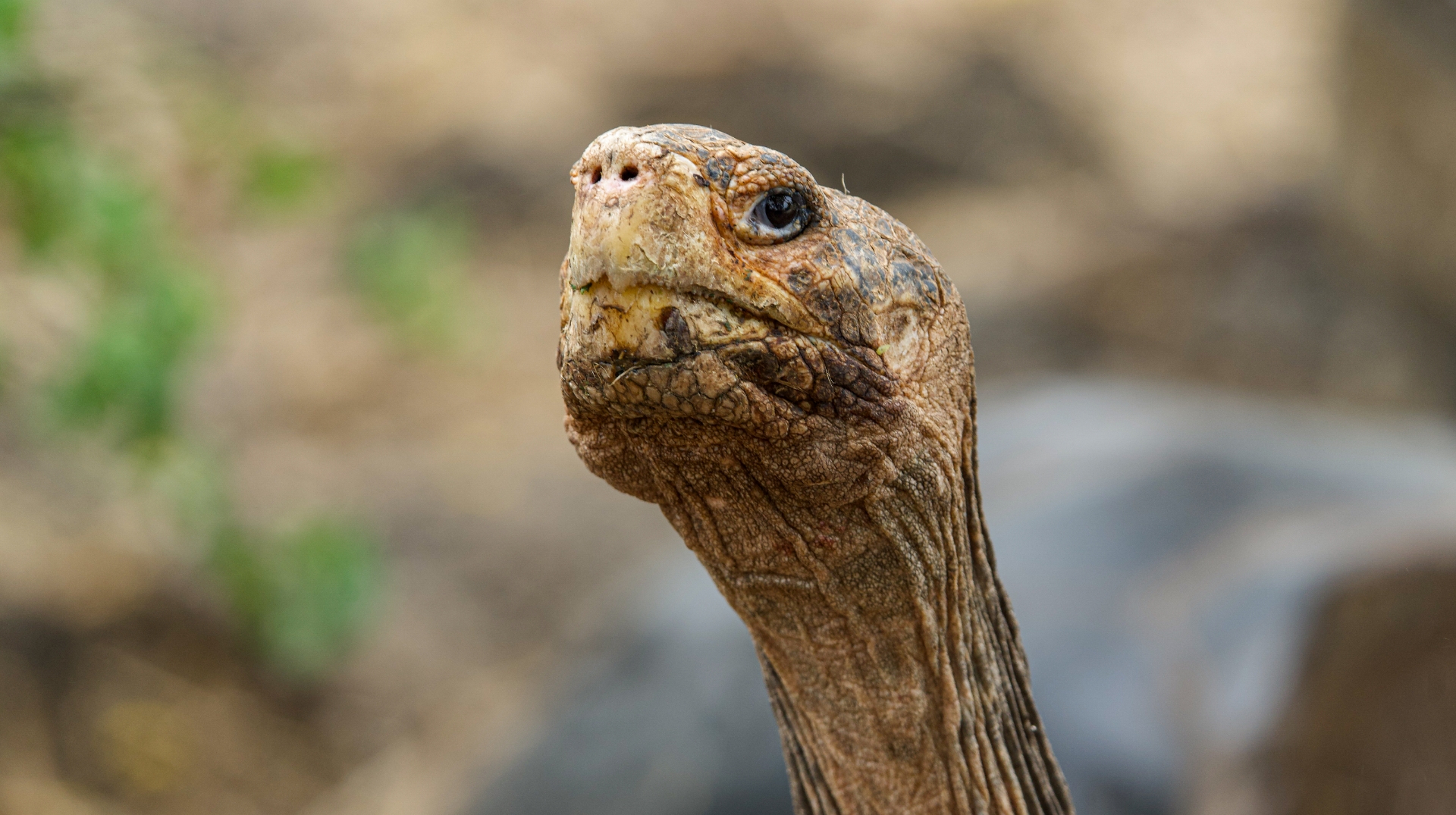 Tortuga en las Islas Galápagos, Ecuador
